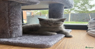 British Shorthair cats - Advert 8