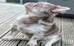 French Bulldog dogs for sale: Fluffy French Bulldog Puppies  - Image 14