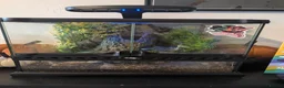 Tarantulas invertebrates for sale: Gbb tarantula  - Advert 1