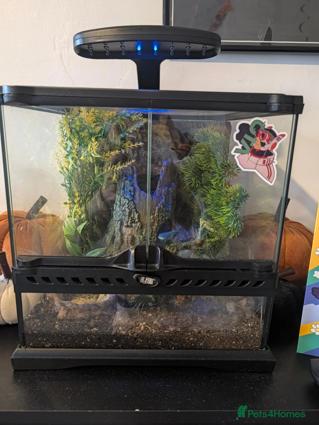 Tarantulas invertebrates for sale: Gbb tarantula  - Advert 1