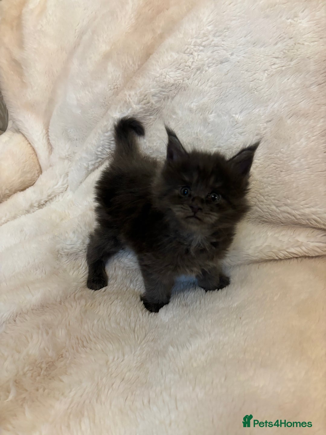 Maine Coon cats for sale: Maine coon kittens - Advert 2