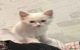 Ragdoll cats for sale: Ready Now!!!! 1 male Ragdoll - Image 2