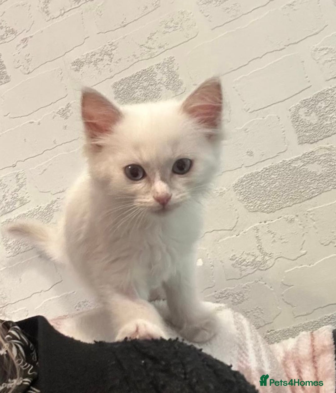 Ragdoll cats for sale: Ready Now!!!! 1 male Ragdoll - Image 2