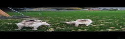 Golden Retriever dogs for sale: Golden retriever puppies for sale in Auchterarder - Advert 5