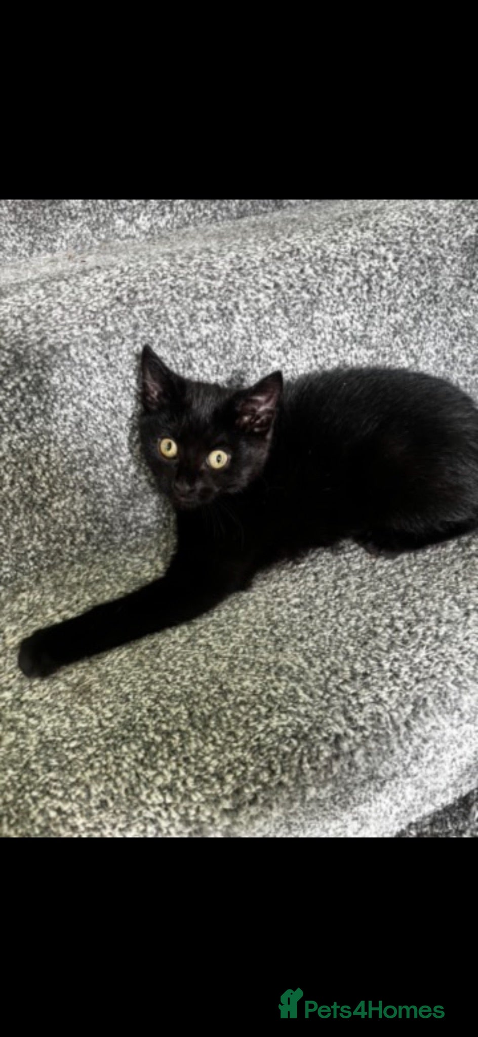 Mixed Breed cats 10 month old female black cat  - Advert 2