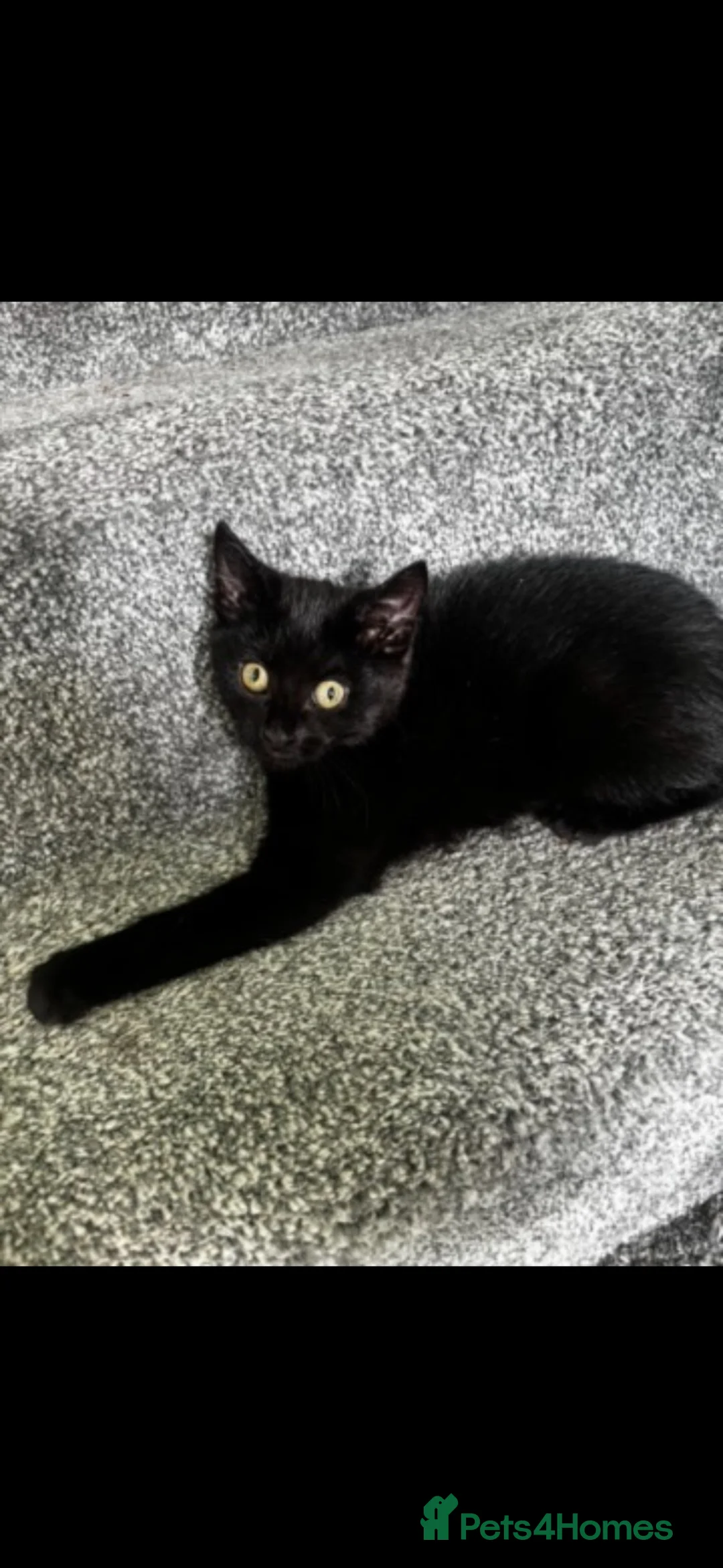 Mixed Breed cats for sale: 10 month old female black cat  - Advert 1