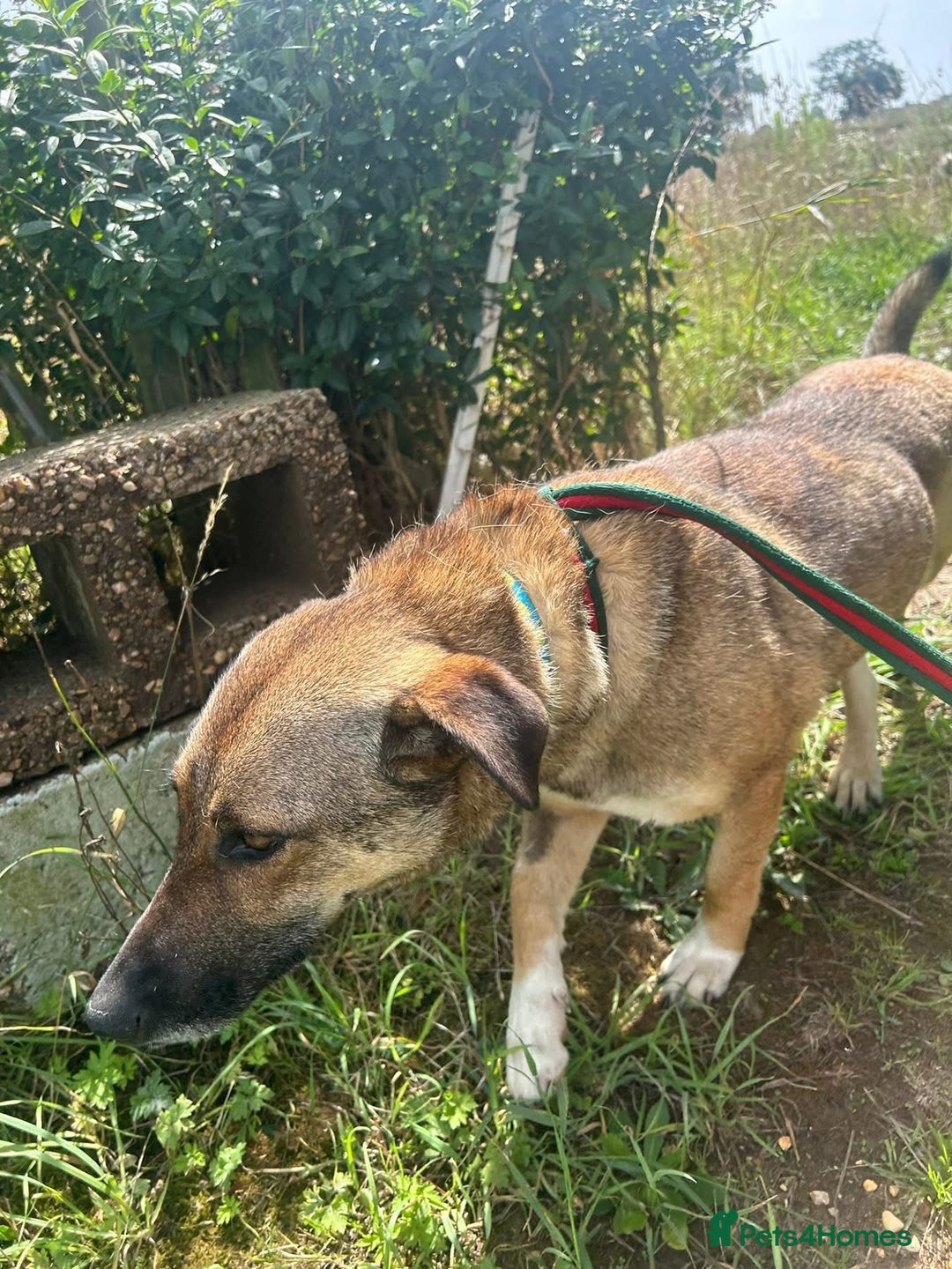 Mixed Breed dogs for adoption: Bella - Norwich Norfolk  - Image 10