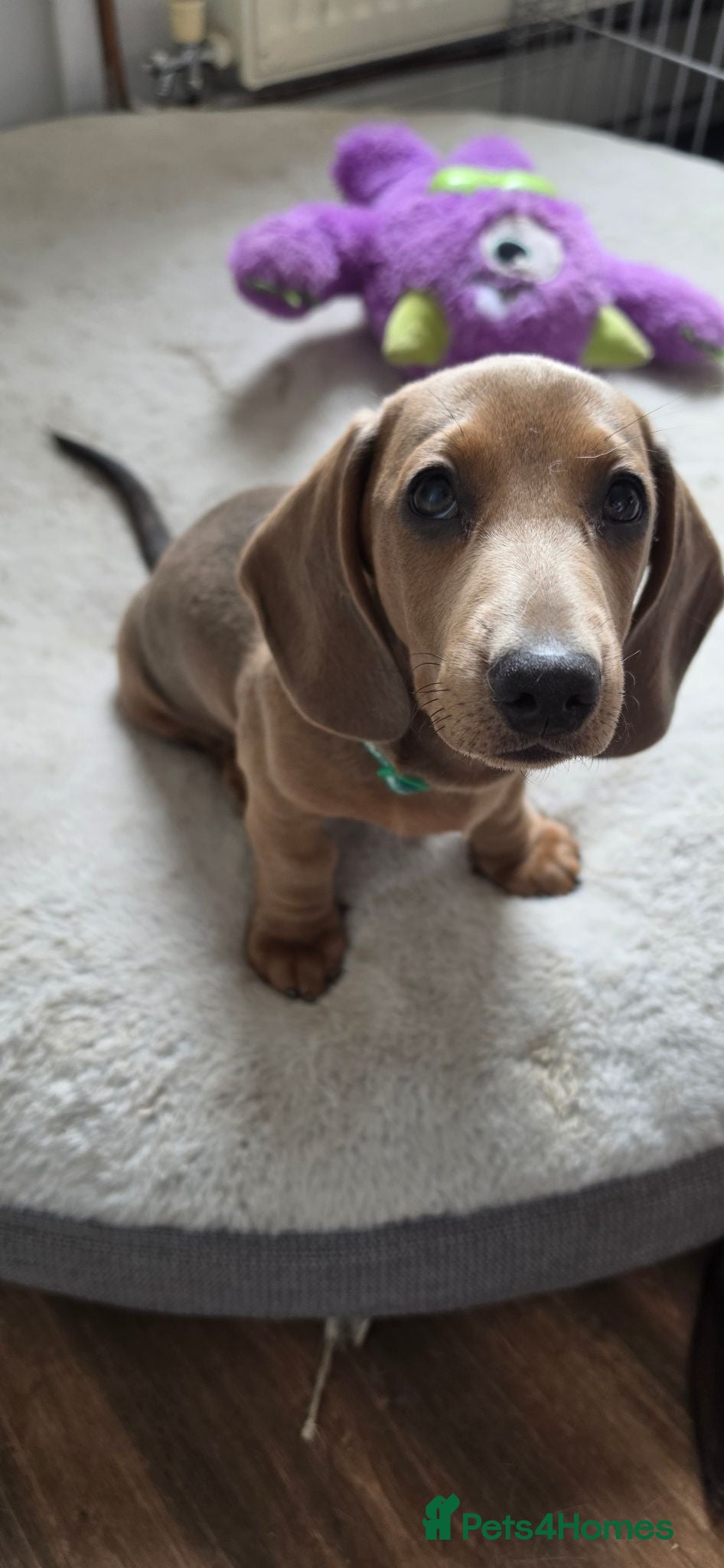 Miniature Dachshund dogs Miniature Dachshund - Advert 2