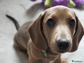 Miniature Dachshund dogs Miniature Dachshund - Advert 2
