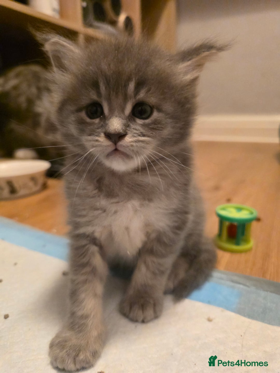 Maine Coon cats for sale: Beautiful Maine Coon Kittens 4 boys/2girl  - Advert 20