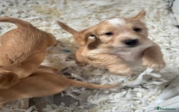 Cocker Spaniel dogs for sale: **2 Left ** KC Registered Cocker Spaniel Puppies in Aberdeen - Image 2