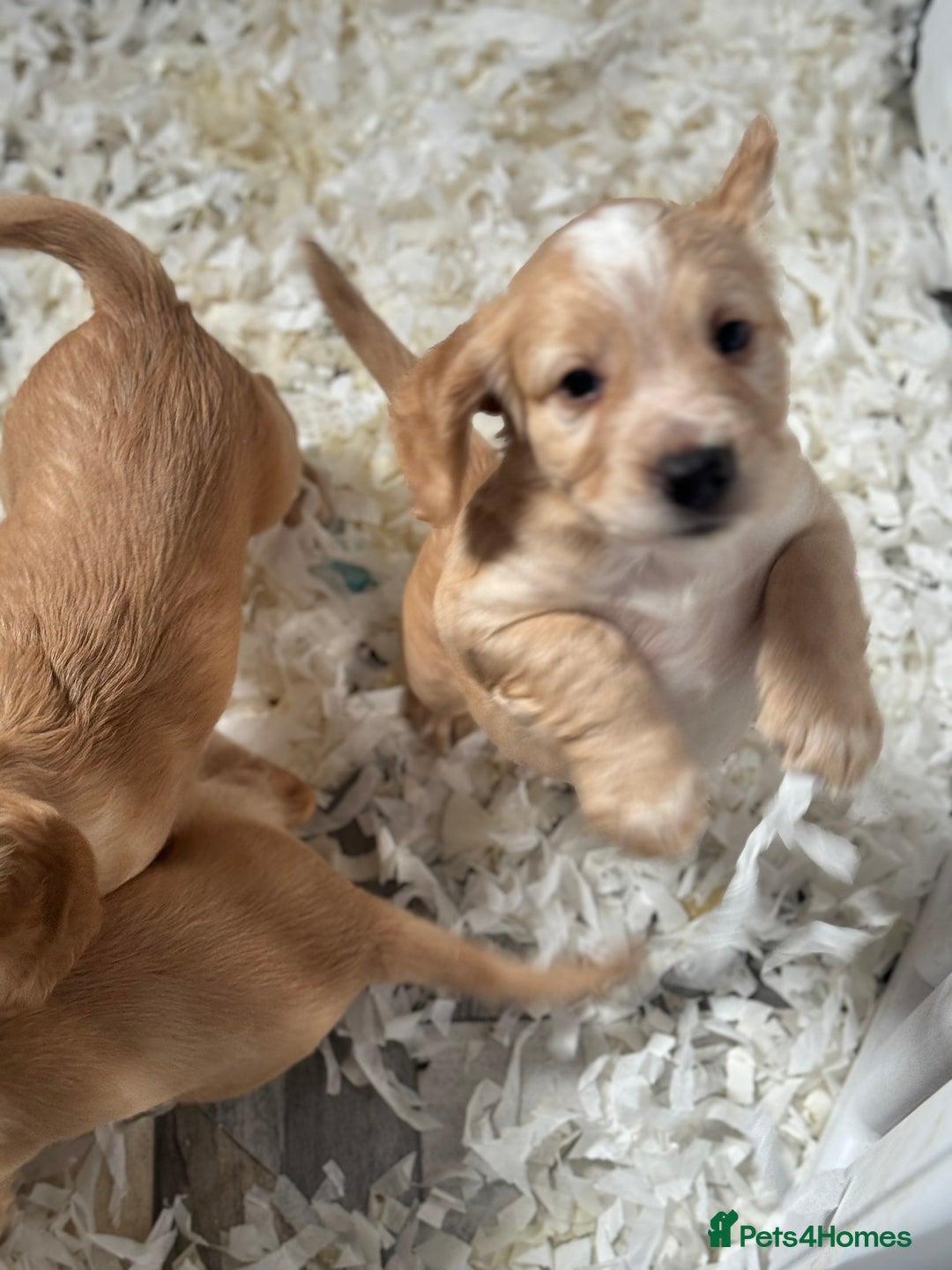 Cocker Spaniel dogs for sale: **2 Left ** KC Registered Cocker Spaniel Puppies in Aberdeen - Image 2