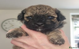 Maltipoo dogs for sale: Rare F2 Toy Maltipoos, DNA Clear + Basic Training - Image 10