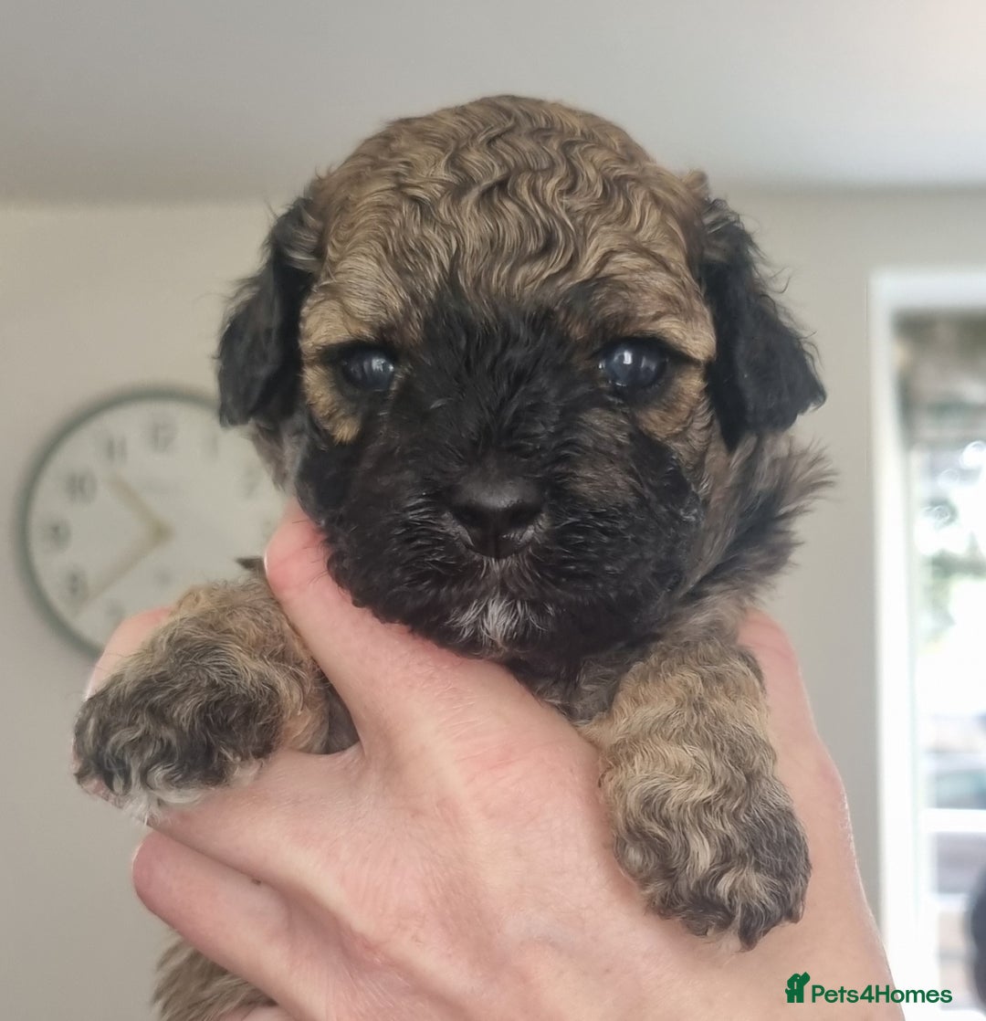 Maltipoo dogs for sale: Rare F2 Toy Maltipoos, DNA Clear + Basic Training - Image 10