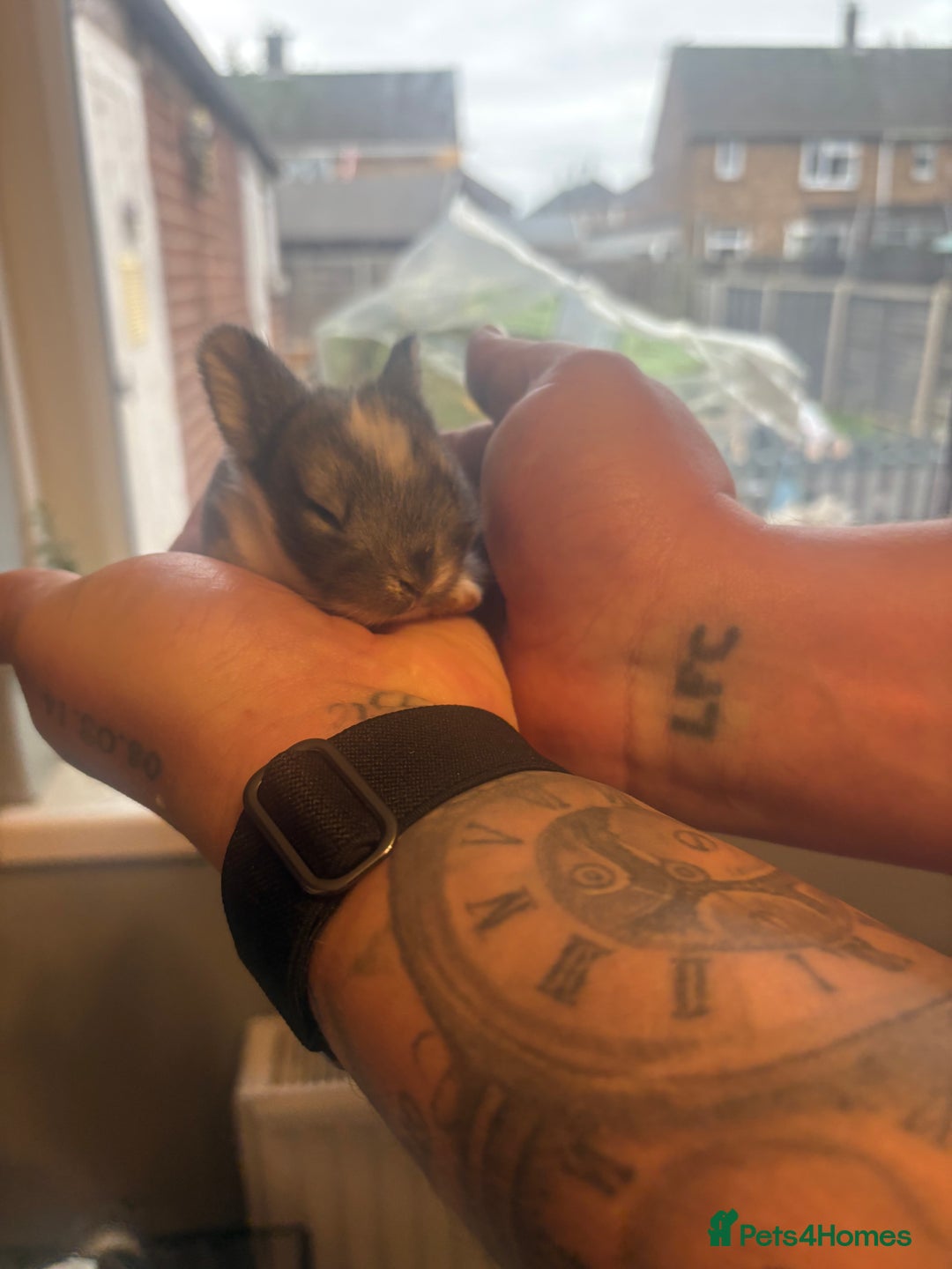 Mixed Breed rabbits for sale: Dwarf lion head/mini lop babies  - Advert 1