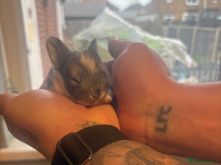 Mixed Breed rabbits Dwarf lion head/mini lop babies - Advert 1