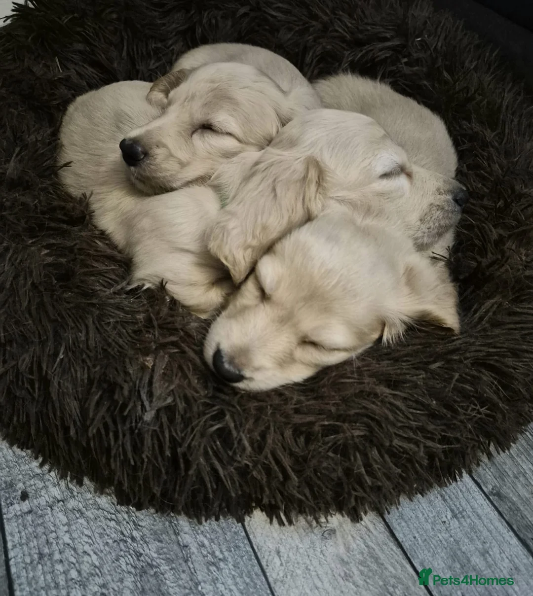 Miniature Dachshund dogs for sale: Adorable Creamy Miniature Dachshund Puppies in Salford - Advert 1