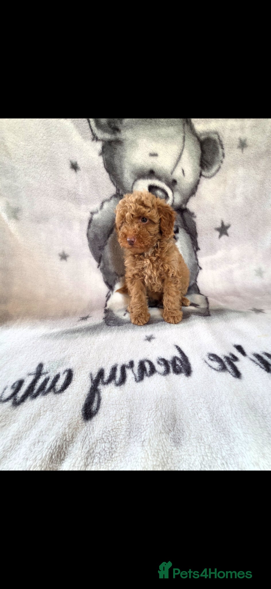 Cockapoo dogs F1BB COCKAPOOS - Advert 1