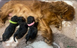 Cavalier King Charles Spaniel dogs for sale: KC Reg CKCS Puppies *health tested parents* - Image 10