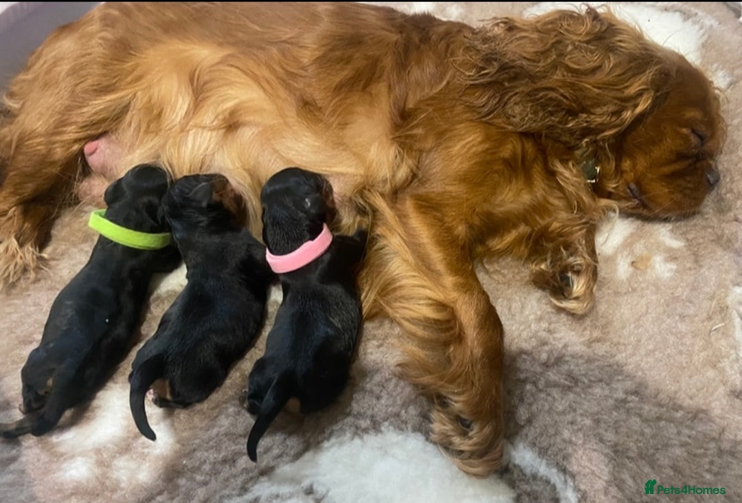 Cavalier King Charles Spaniel dogs for sale: KC Reg CKCS Puppies *health tested parents* - Image 10