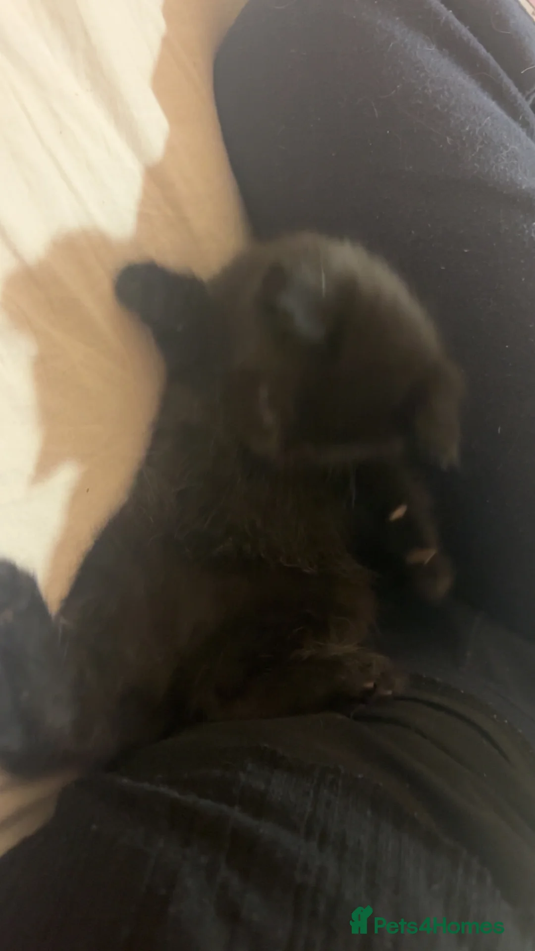 Mixed Breed cats for sale: Mix breed Maine coon kittys  - Advert 5