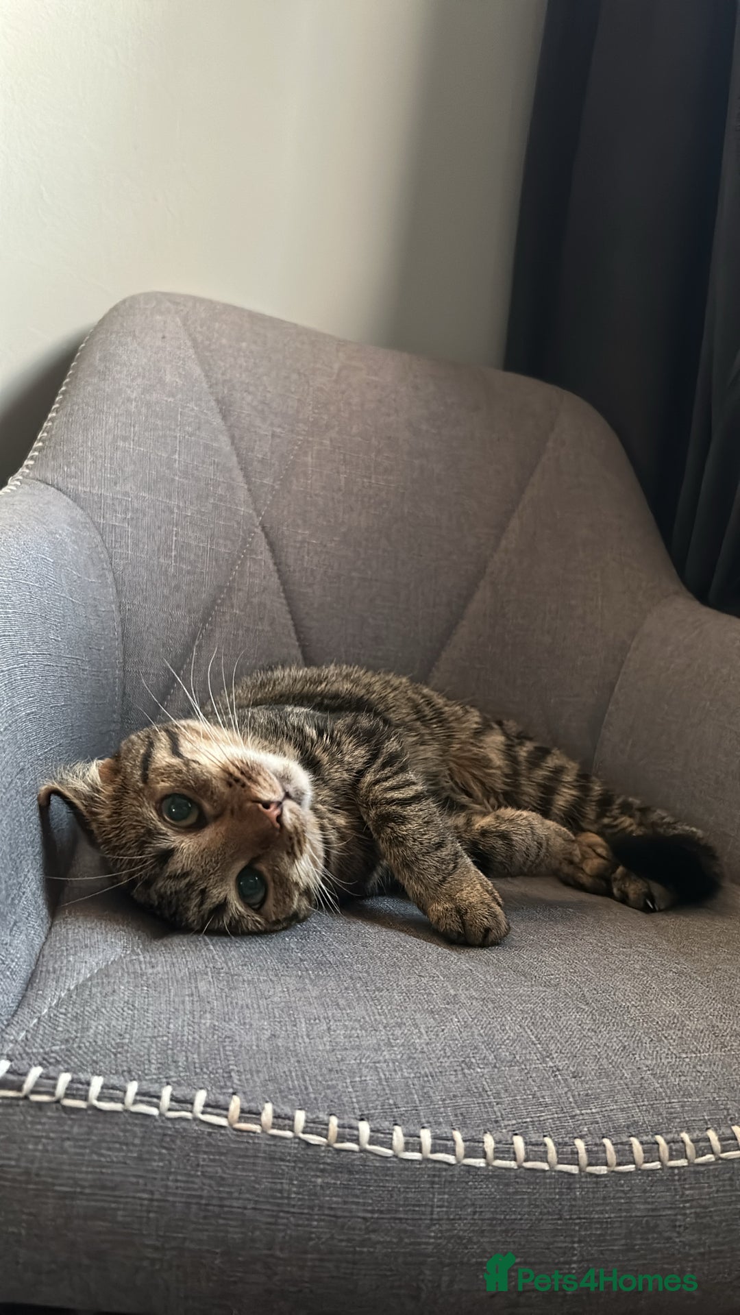 European cats for sale: 3 Female cats  - Advert 4