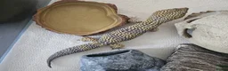 Leopard Gecko reptiles for sale: Leopard gecko and full enclosure - Advert 6