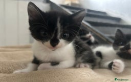Mixed Breed cats for sale: Beautiful marking very fluffy  - Image 26