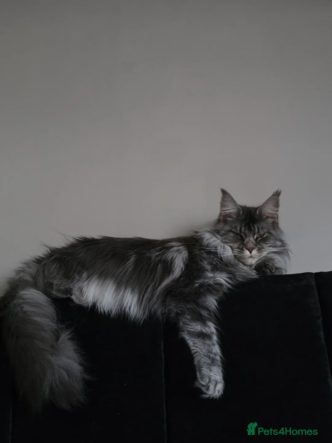 Maine Coon cats for sale: 🏅Maine coon polydactyl kittens🏅 - Advert 6