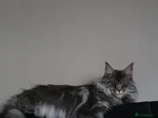 Maine Coon cats 🏅Maine coon polydactyl kittens🏅 - Advert 7