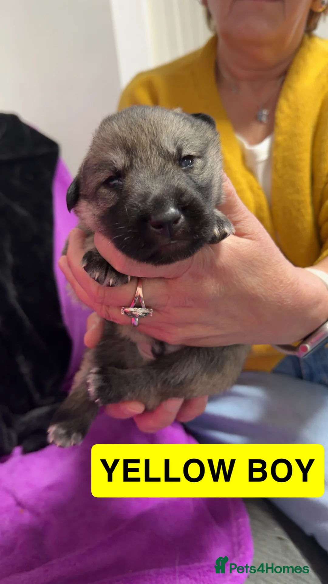 Shepsky dogs for sale: German Shepherd cross Husky Puppies - Advert 9