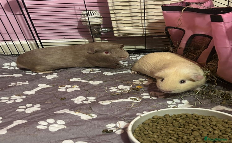 Guinea Pig rodents - Advert 1