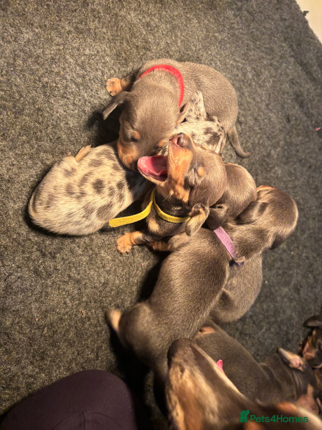 Miniature Dachshund dogs for sale: Blue & Tan Miniature Dachshund  - Advert 15
