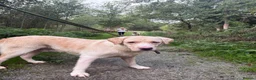 Labrador Retriever dogs for adoption: George - Hingham Norfolk  in Norwich - Advert 6