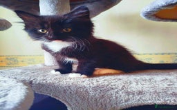 Mixed Breed cats for sale: 6 LOVELY AND BRILLIANT KITTENS LOOKING FOR HOME!!! - Image 6