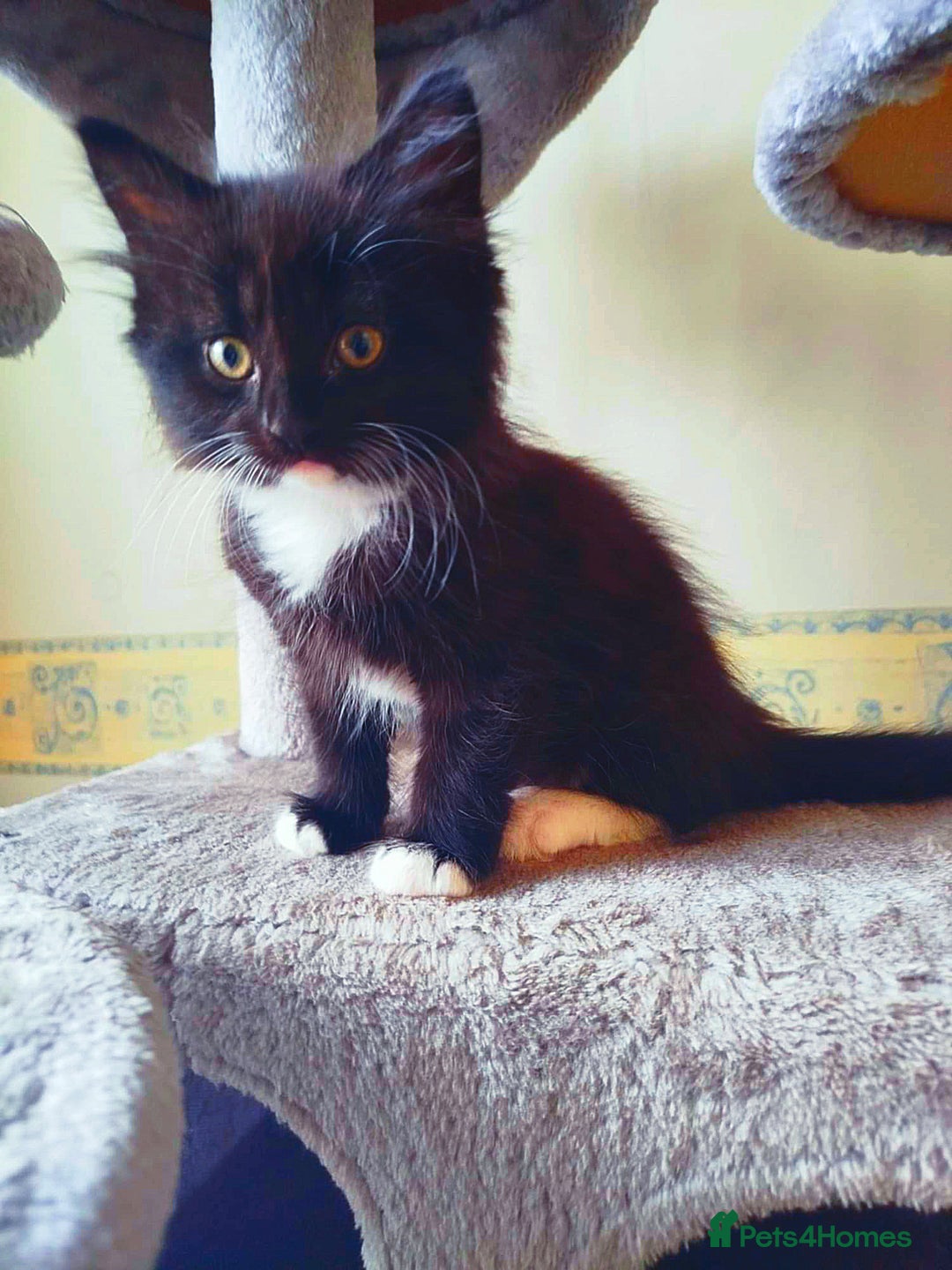 Mixed Breed cats for sale: 6 LOVELY AND BRILLIANT KITTENS LOOKING FOR HOME!!! - Image 6