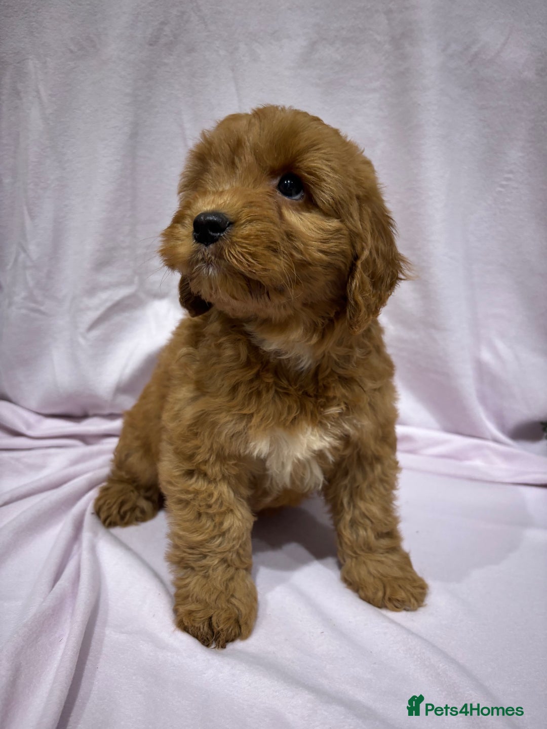 Cockapoo dogs for sale: FULLY HEALTH TESTED COCKERPOOS  - Advert 7