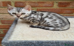 Bengal cats for sale: Female and male Bengal kittens - Advert 6