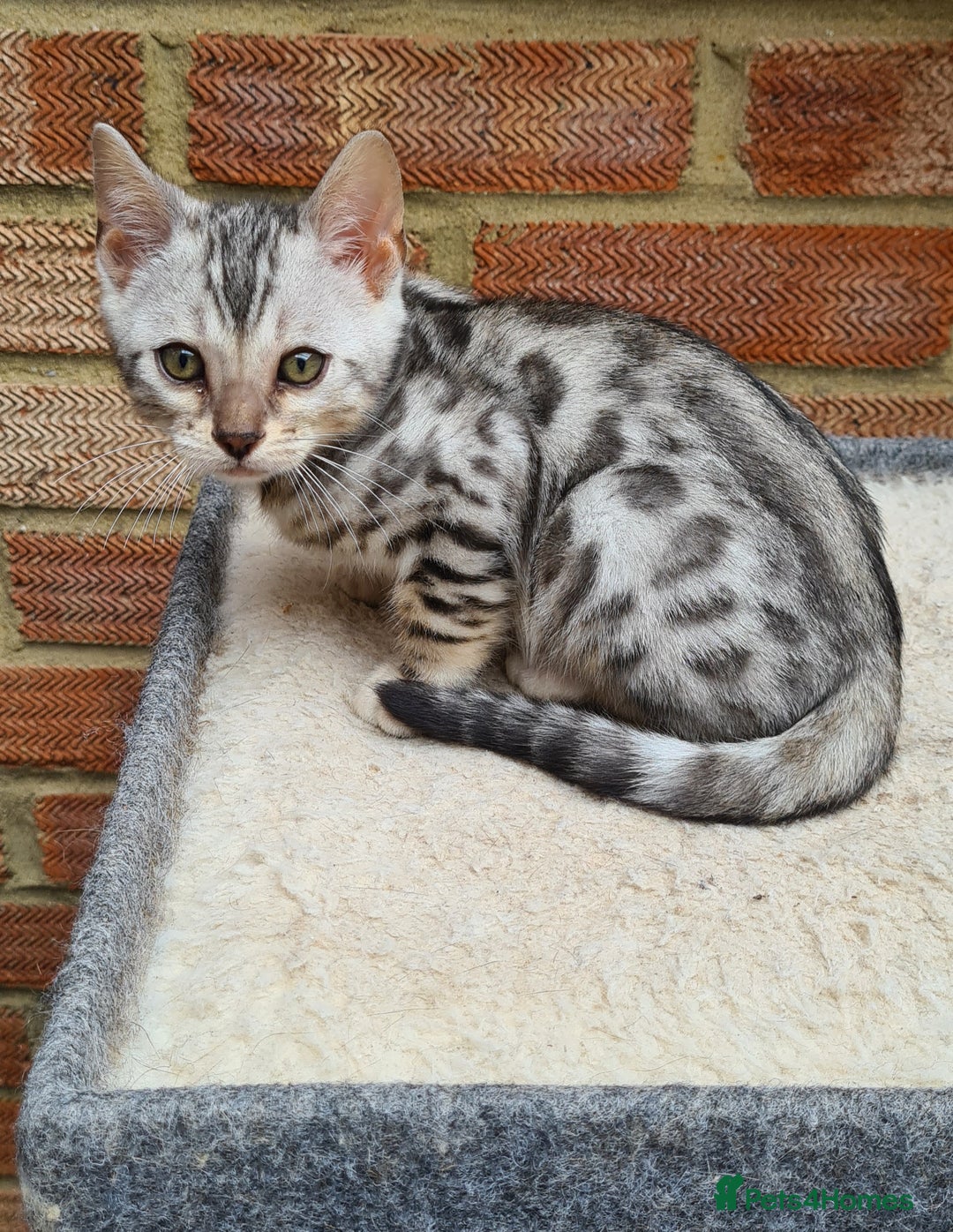 Bengal cats for sale: Female and male Bengal kittens - Advert 6