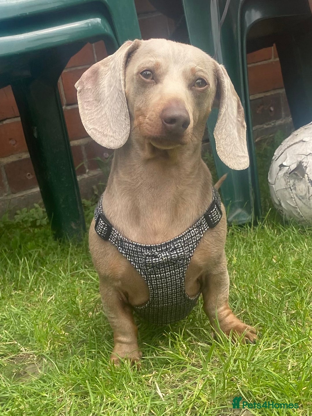 Dachshund dogs for sale: Min dachshund x teckel ( standered dachshund) - Image 34