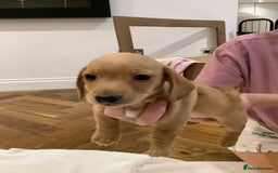 Miniature Dachshund dogs for sale: Miniature dachshund pups.KC REG& Council Licensed  - Image 2