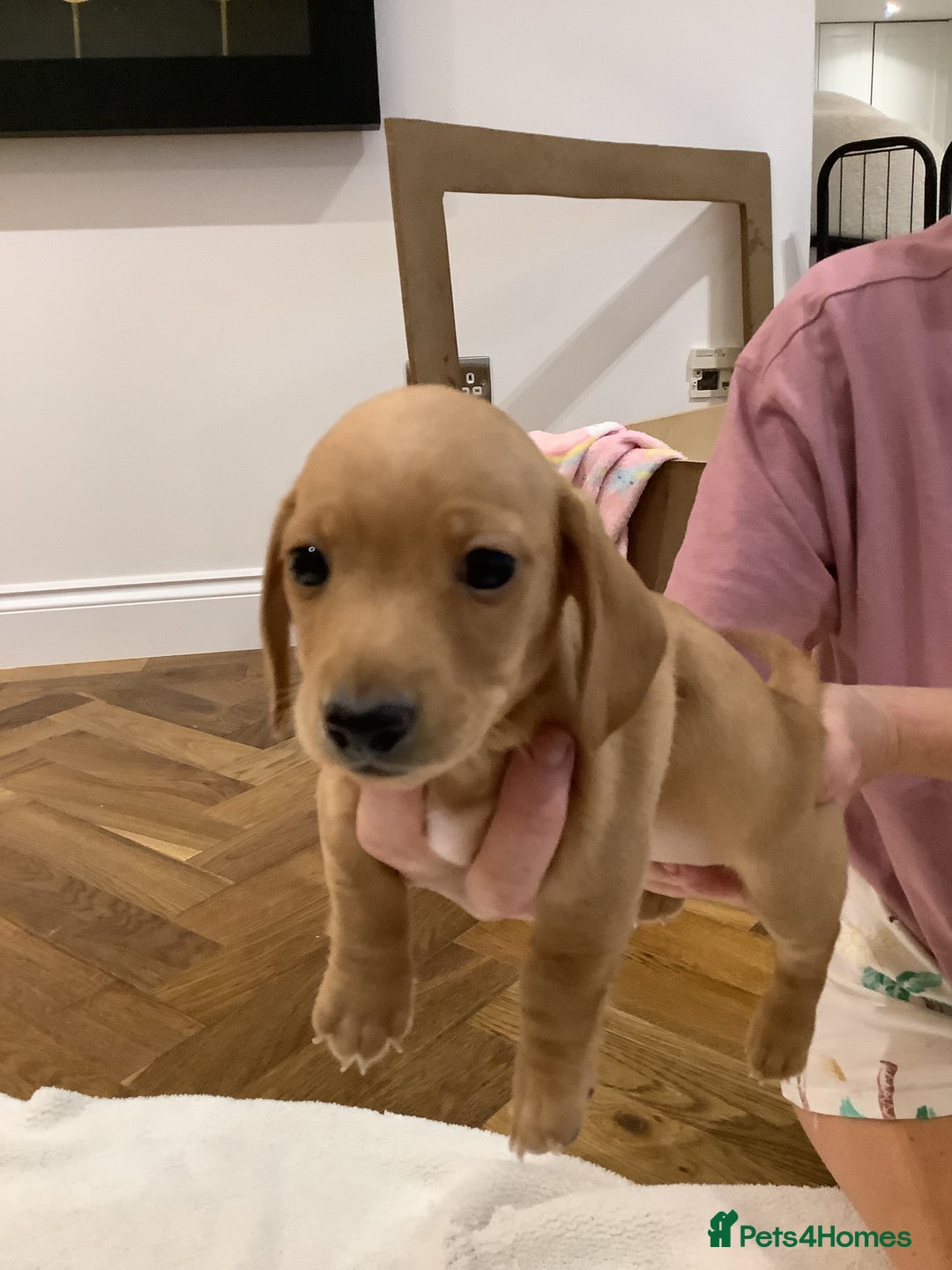 Miniature Dachshund dogs for sale: Miniature dachshund pups.KC REG& Council Licensed  - Image 2