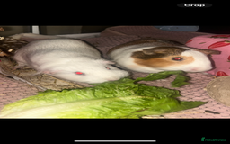 Guinea Pig rodents for sale: 2 female sows  - Advert 1