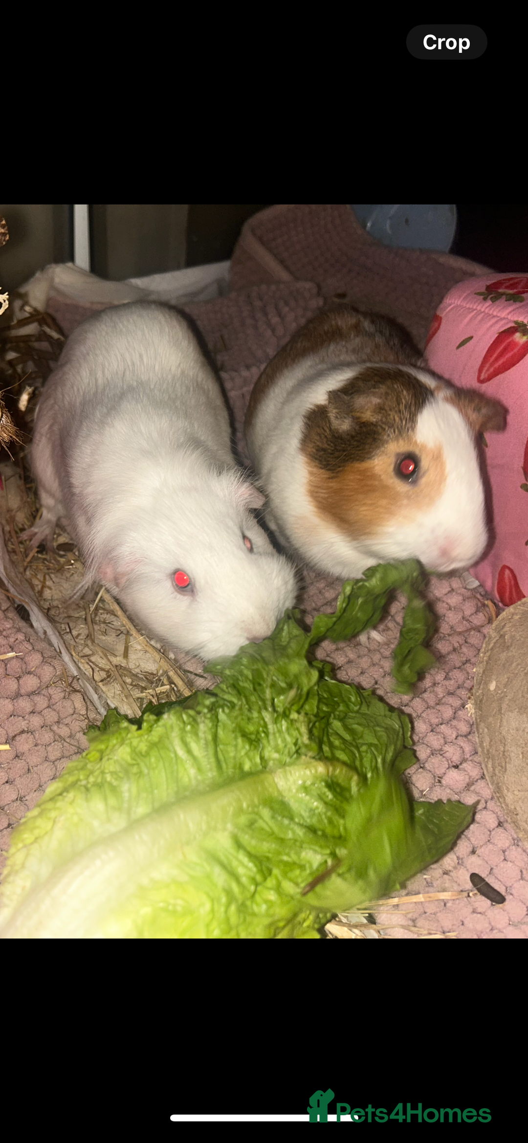 Guinea Pig rodents for sale: 2 female sows  - Advert 1