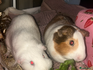 Guinea Pig rodents 2 female sows - Advert 1
