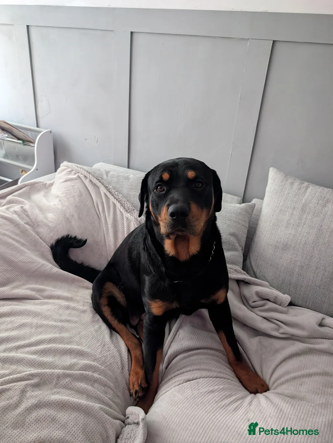 Rottweiler dogs for sale: Rottweiler  - Advert 3