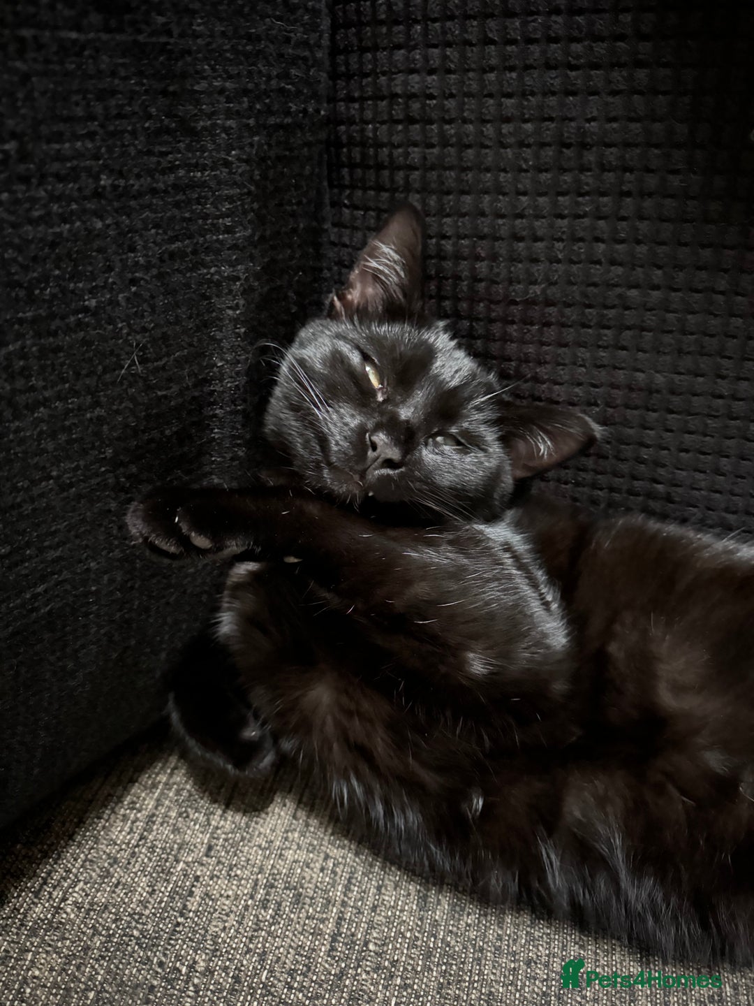 Mixed Breed cats for sale: Male cat for rehoming! - Advert 1