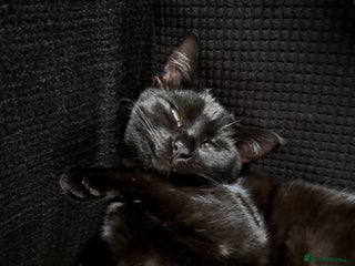 Mixed Breed cats Male cat for rehoming! - Advert 1