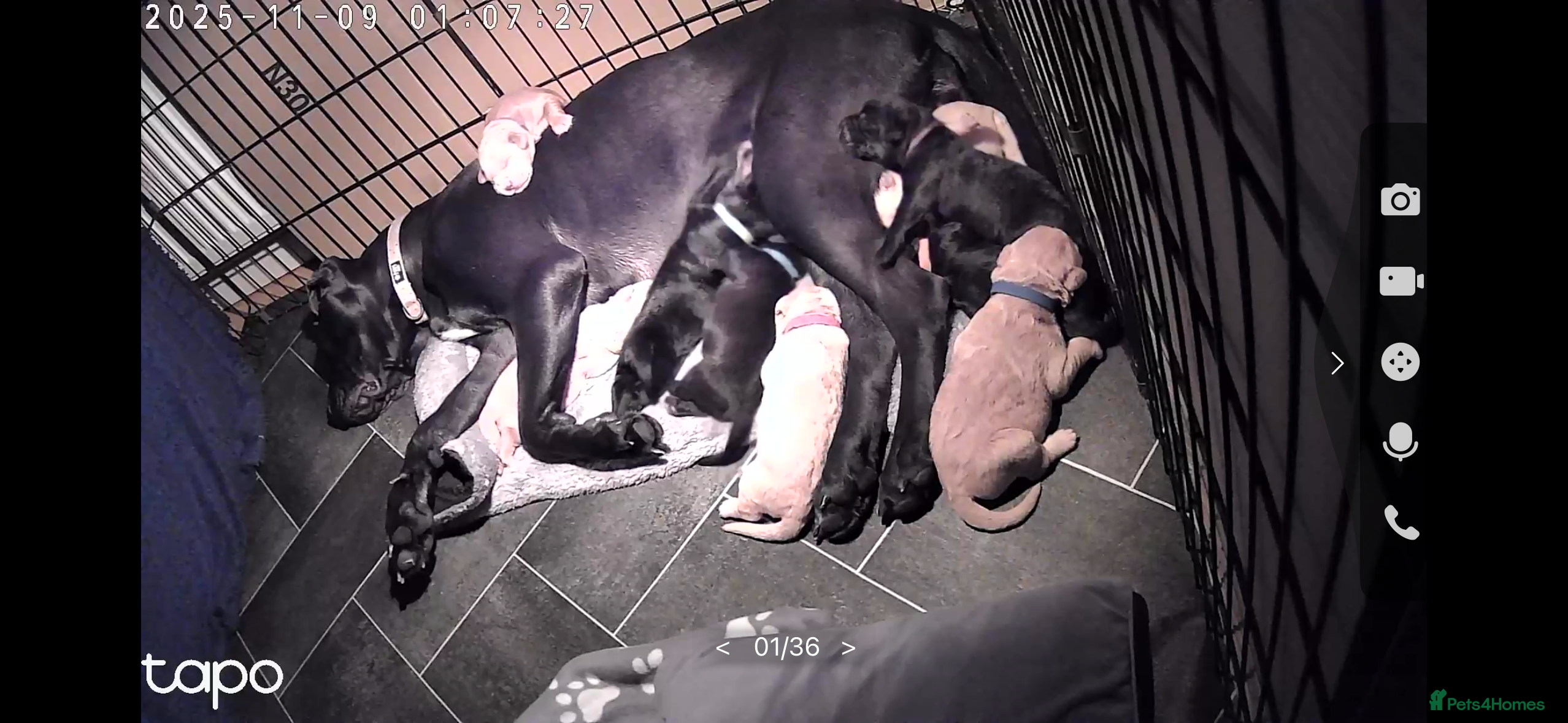 Mixed Breed dogs Beautiful Labrador crosses - Advert 3