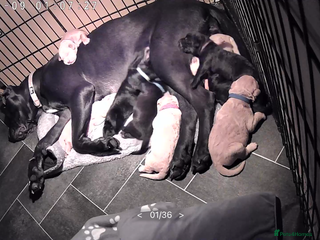 Mixed Breed dogs Beautiful Labrador crosses - Advert 1